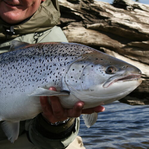 Sea trout-sea pool