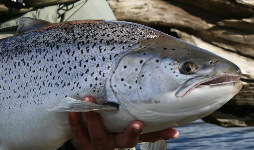 Week four at Far end Rivers