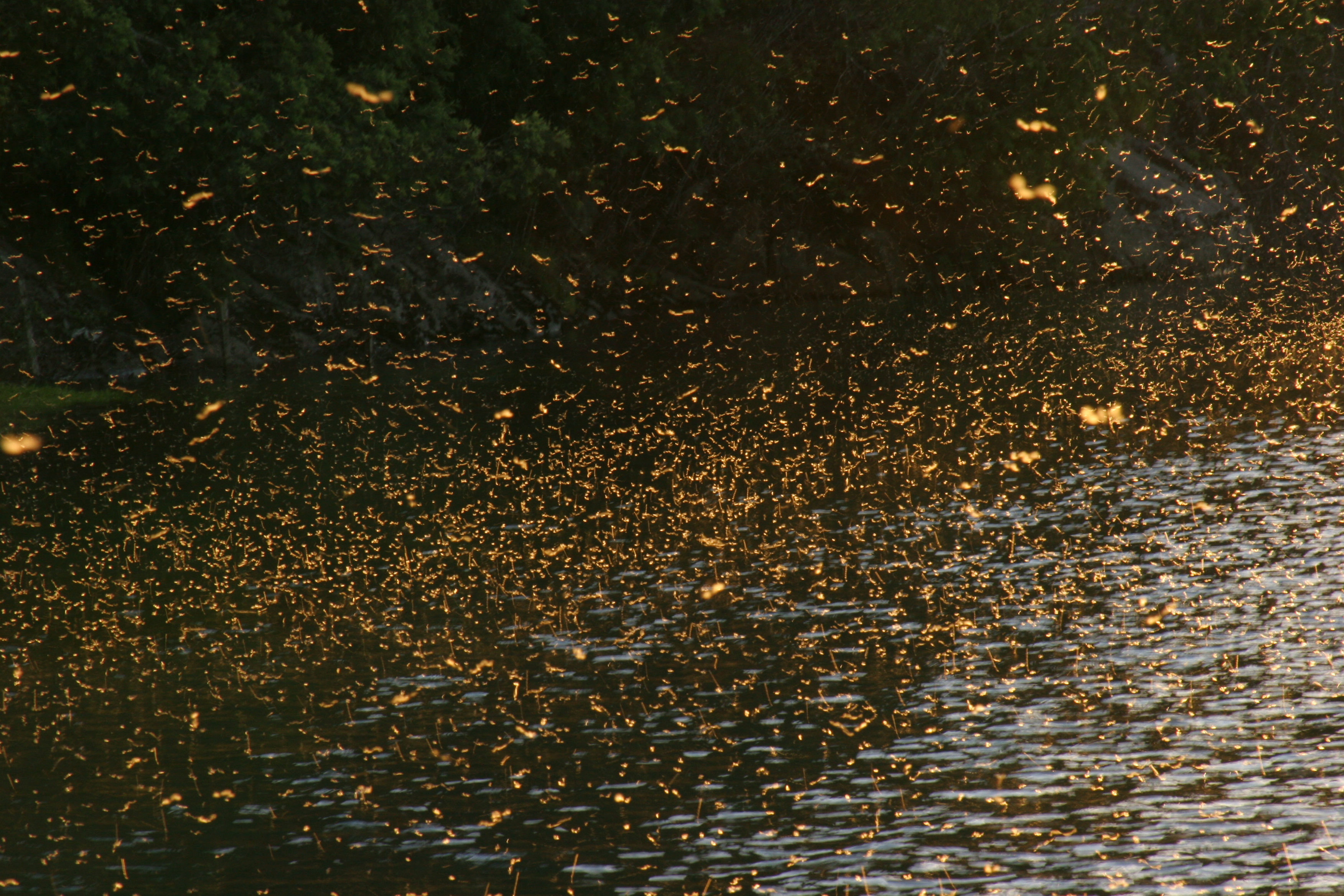 Bug Hatch in Patagonia