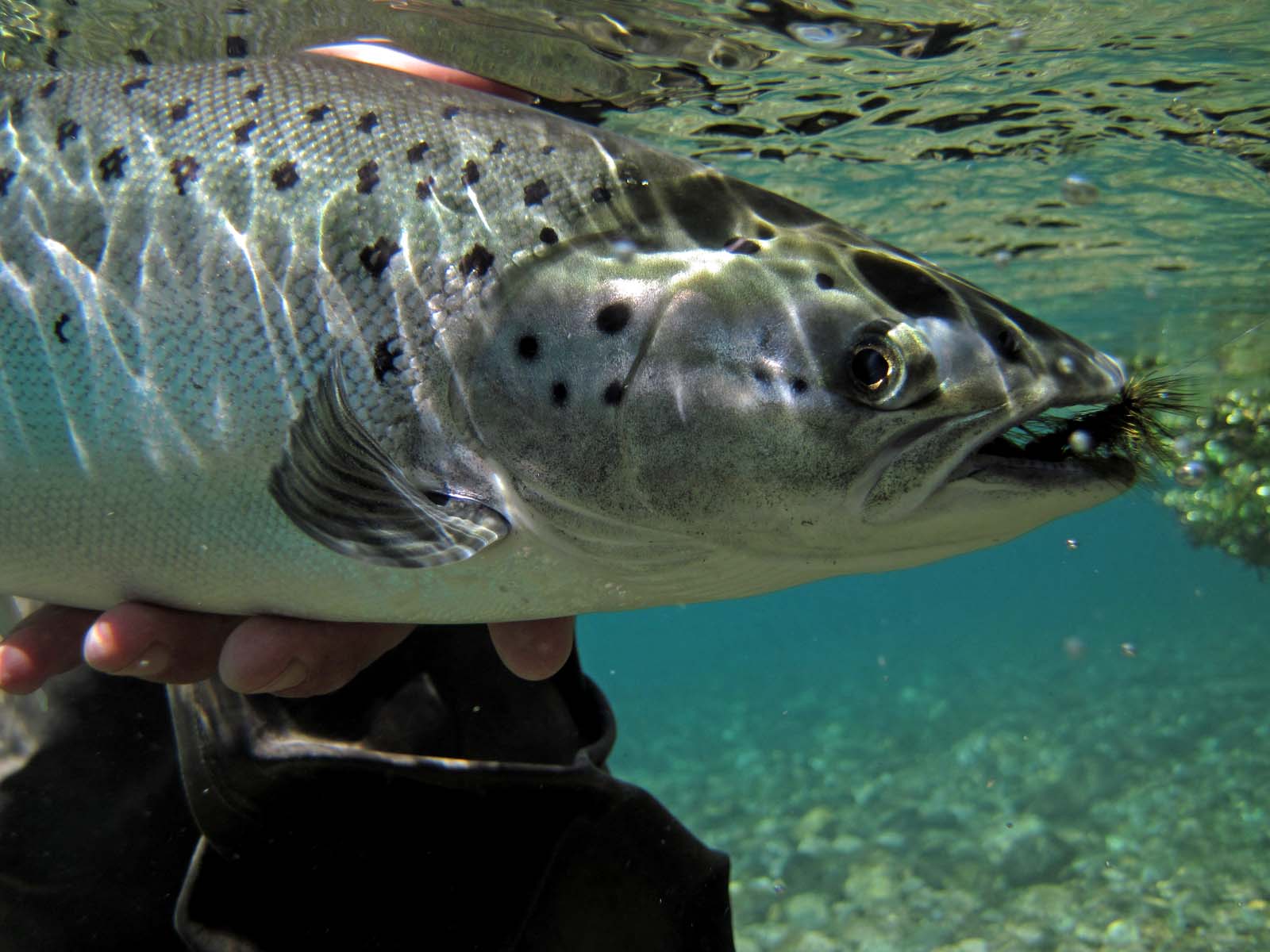 Landlocked Atlantics | Faraway Fly Fishing