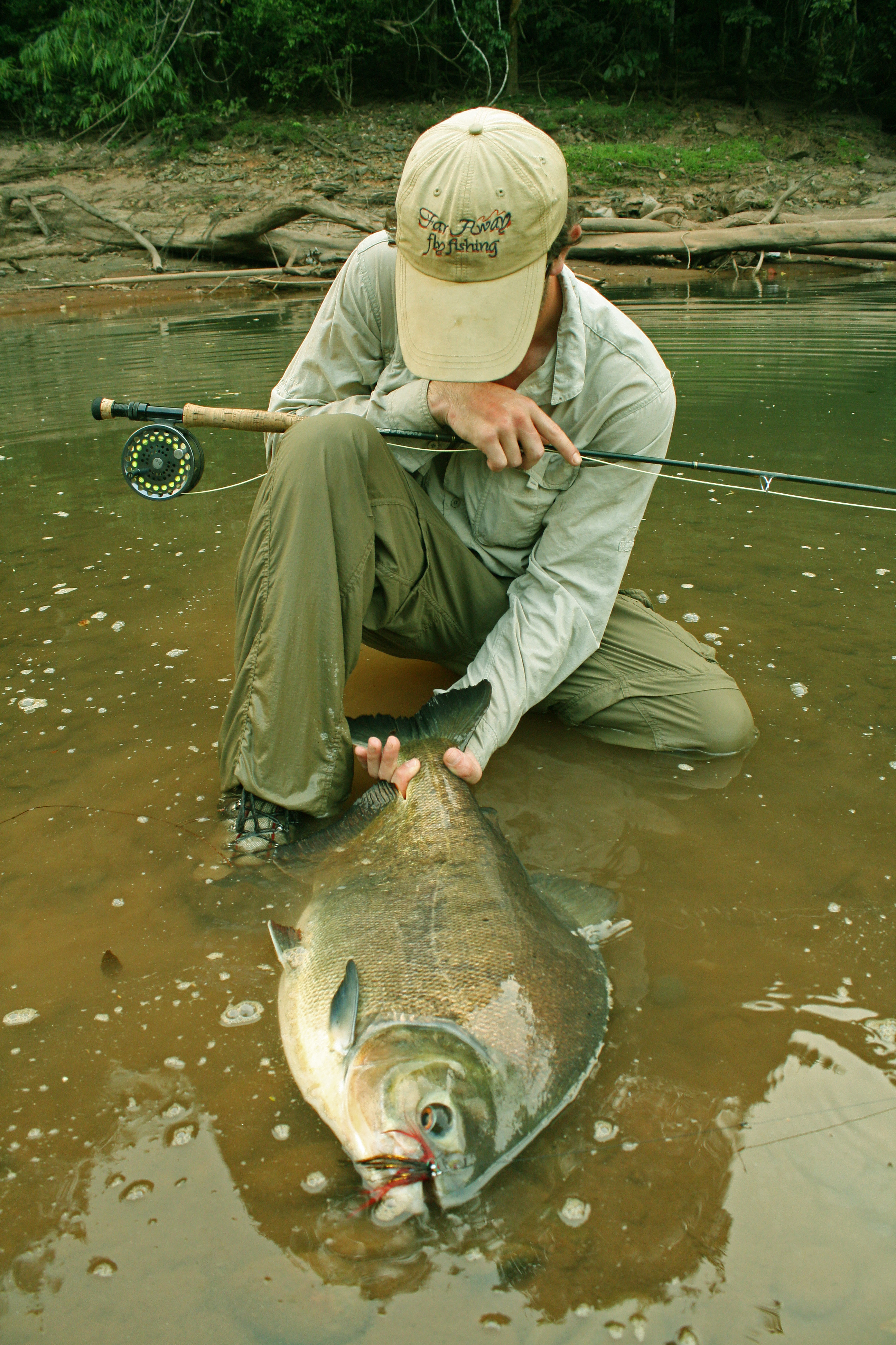 Bolivian Pacu