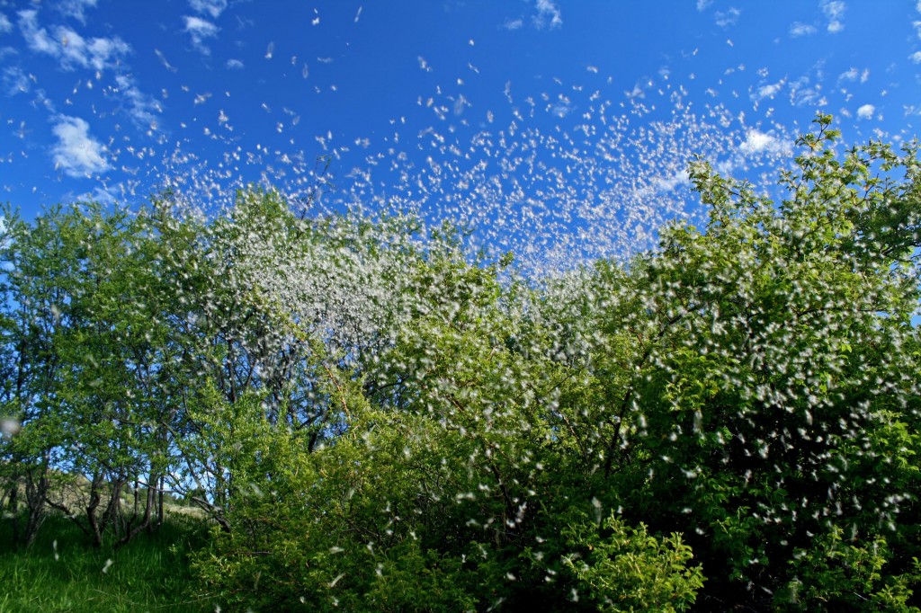 Beggining of the Dry season, Caddis hatch at Limay River.