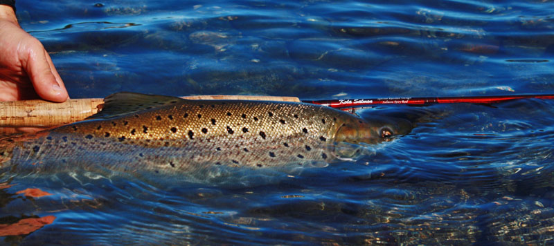 Pig brown trouts!!Last week of the season on Limay River.
