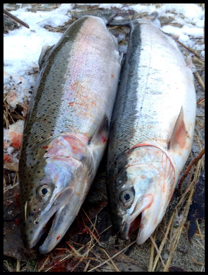 Missing Alaska