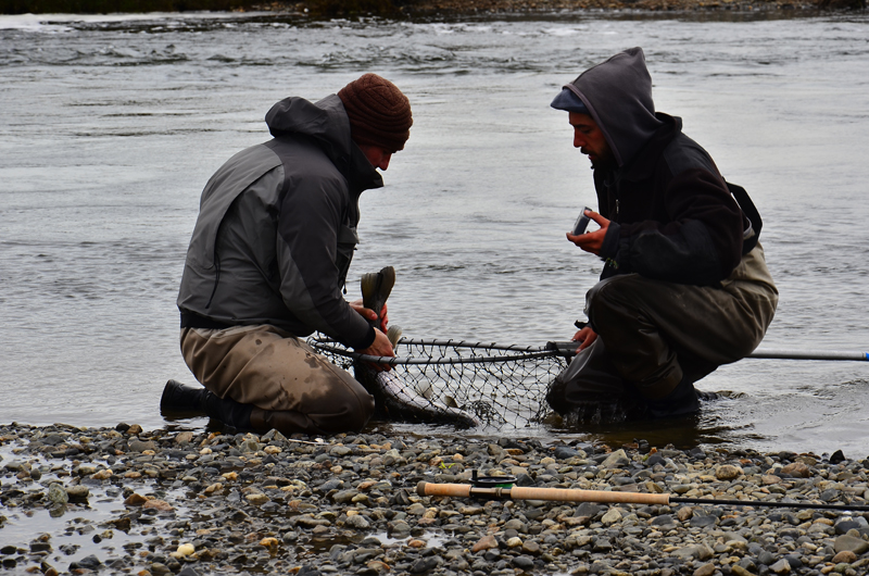 Despedida lodge, 2014 season – Sea Run Browns.