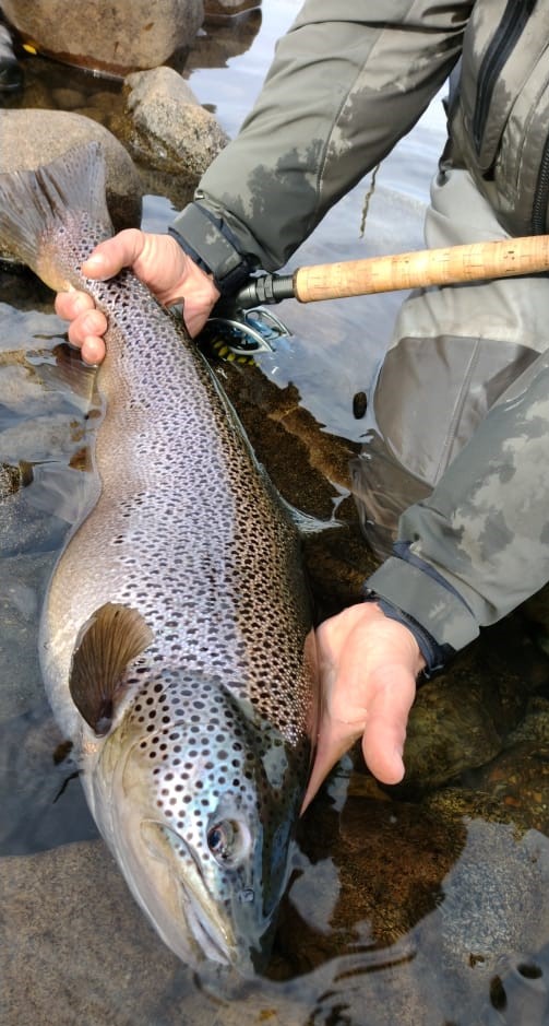 Limay River Brown close up