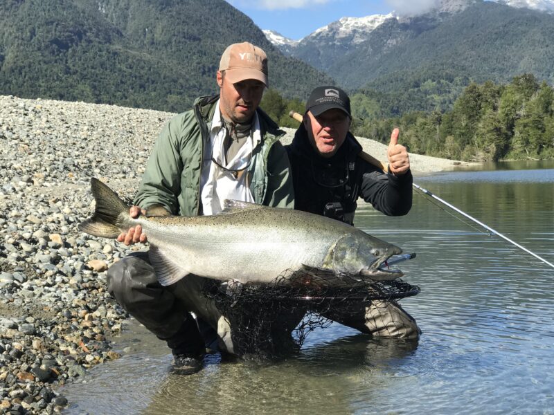 Austral king Salmon