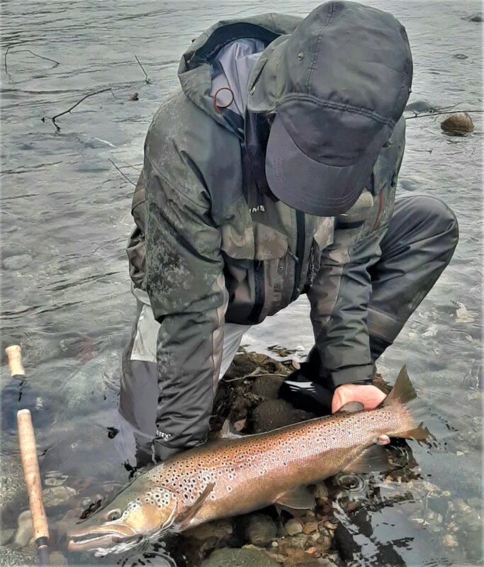 Limay RIver Brown Trout