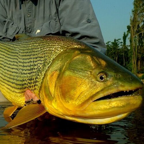 Golden Dorado in Parana