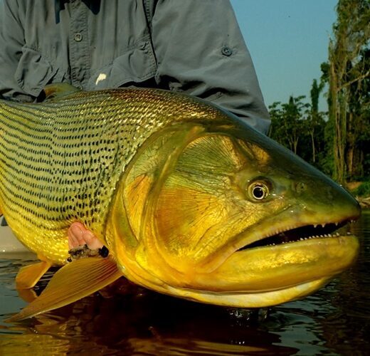 Golden Dorado in Parana