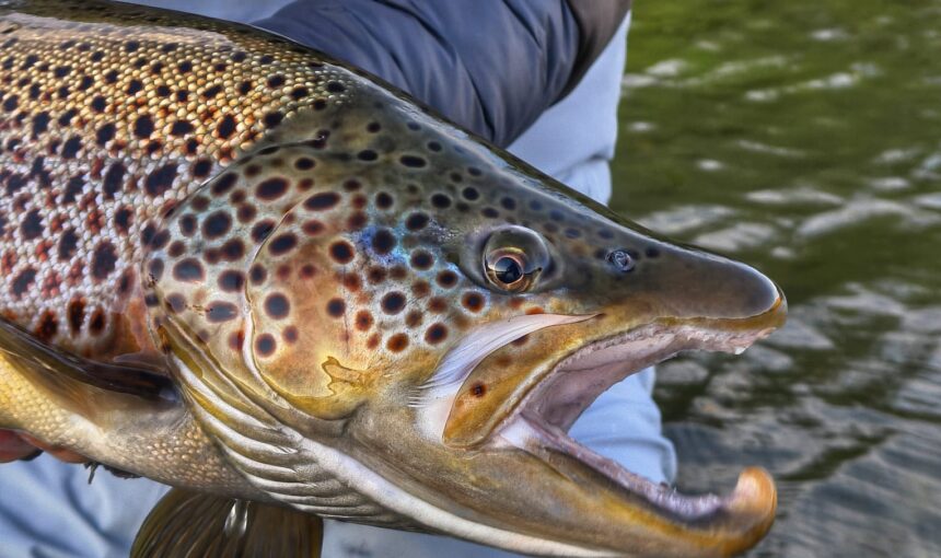 Limay River Fall Run Report 2026.