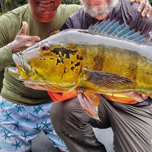 Peacock Bass